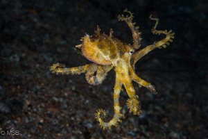 Blue ringed octopus in Dumaguete. by Mehmet Salih Bilal 